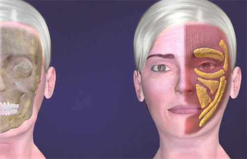 面部脂肪分布圖解