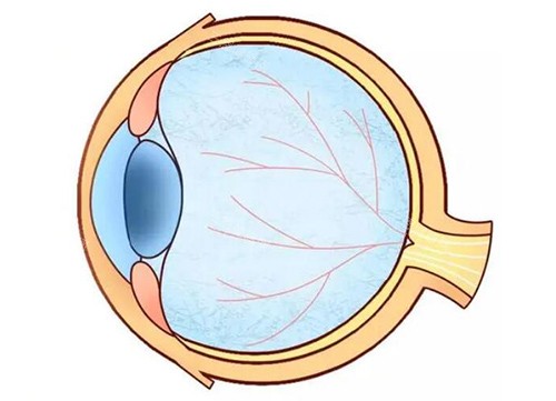 眼球結(jié)構(gòu)卡通圖