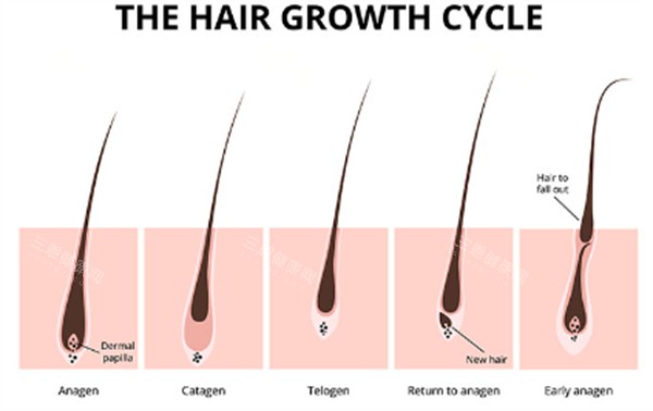 單毛囊移植過程圖解 單毛囊移植過程圖解