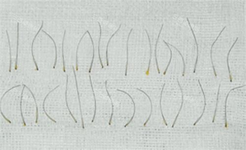 分離后的毛囊照片