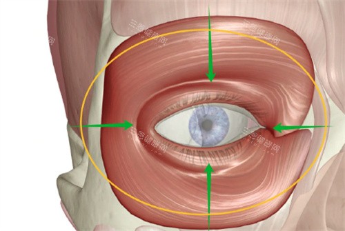 眼周筋膜提升肌肉分布圖